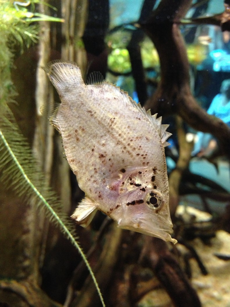 Monocirrhus polyacanthus