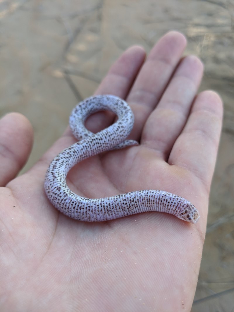 Trogonophis wiegmanni