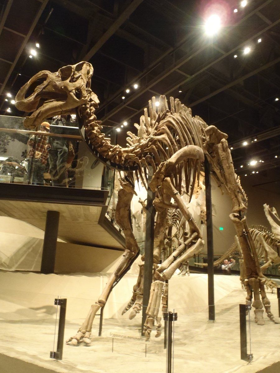Gryposaurus monumentensis