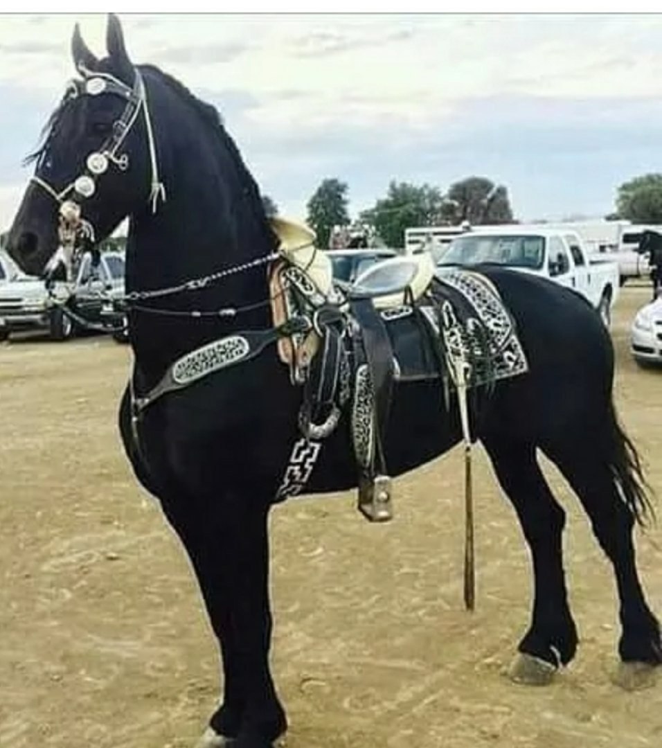 Киргизская лошадь Барон