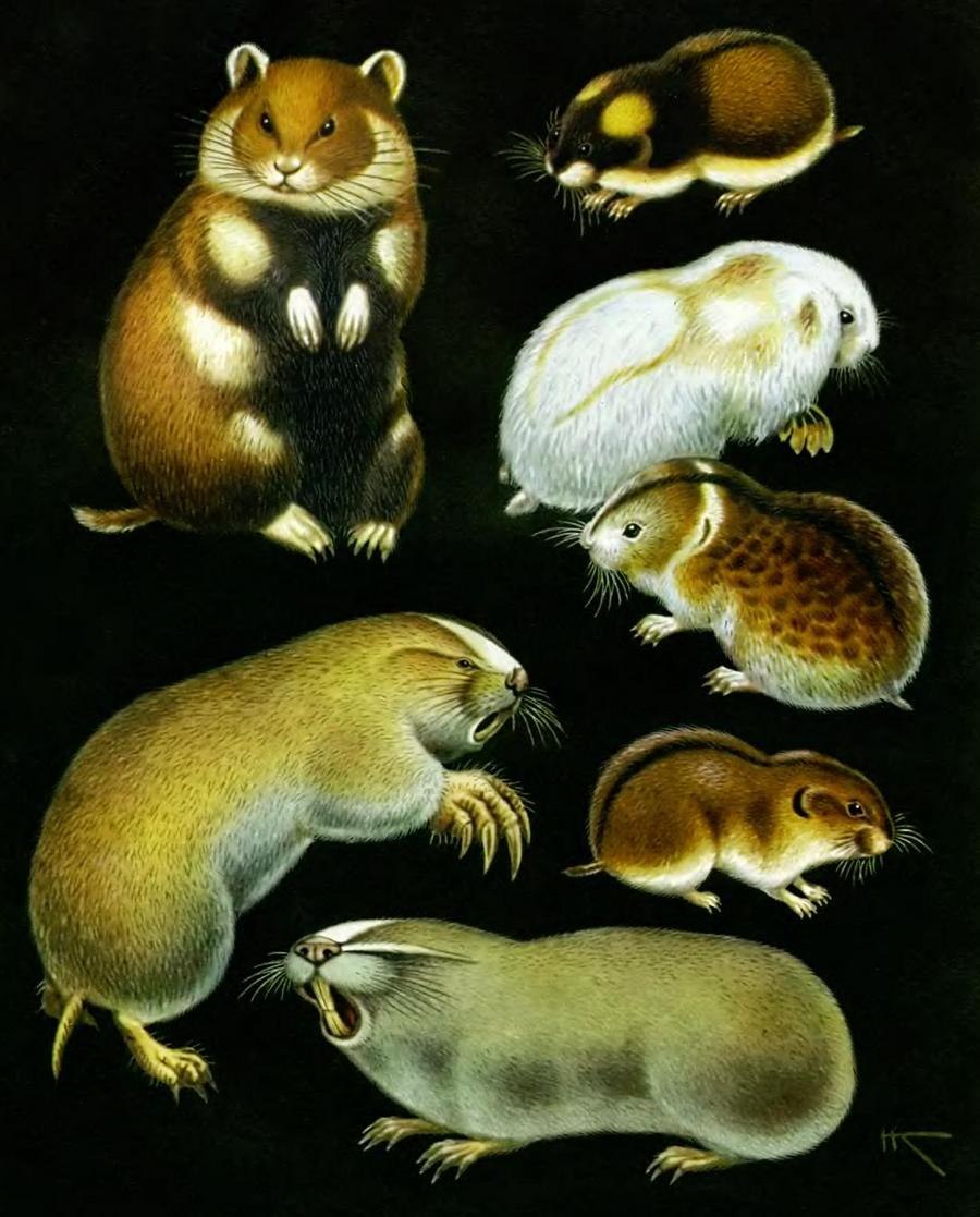 Животные подсемейства eidolinae