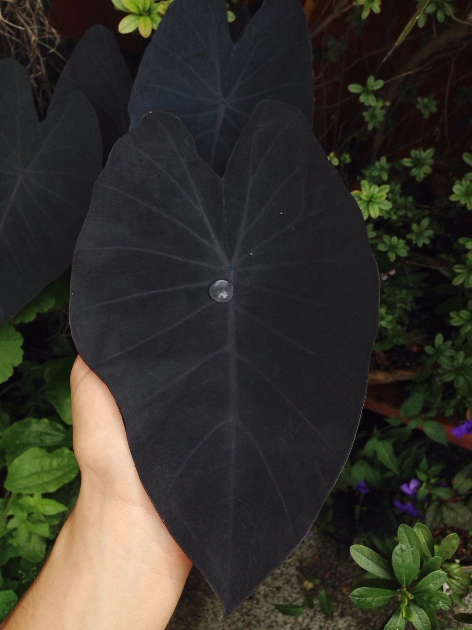 Colocasia esculenta Black