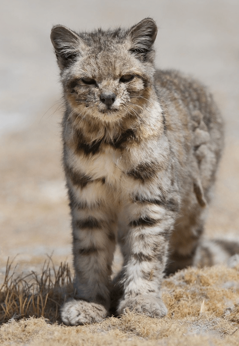 Андская кошка