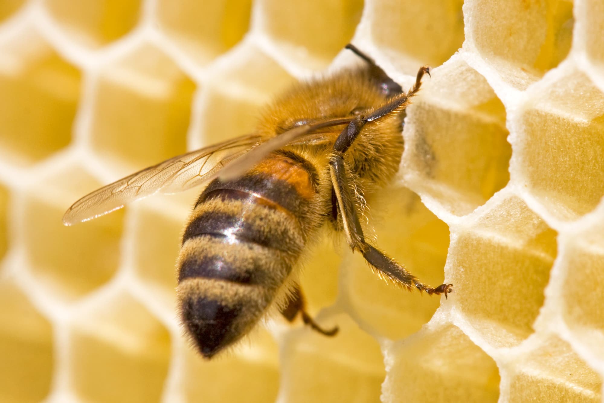 Вещь пчелы. Пчела Шерстобит. Рабочая пчела. Пчела горизонтальная. Сила пчелы.