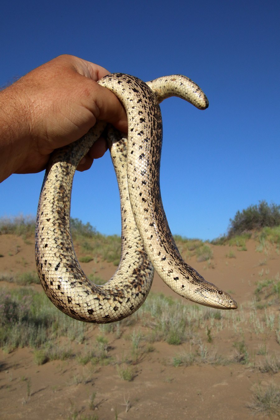 Eryx tataricus