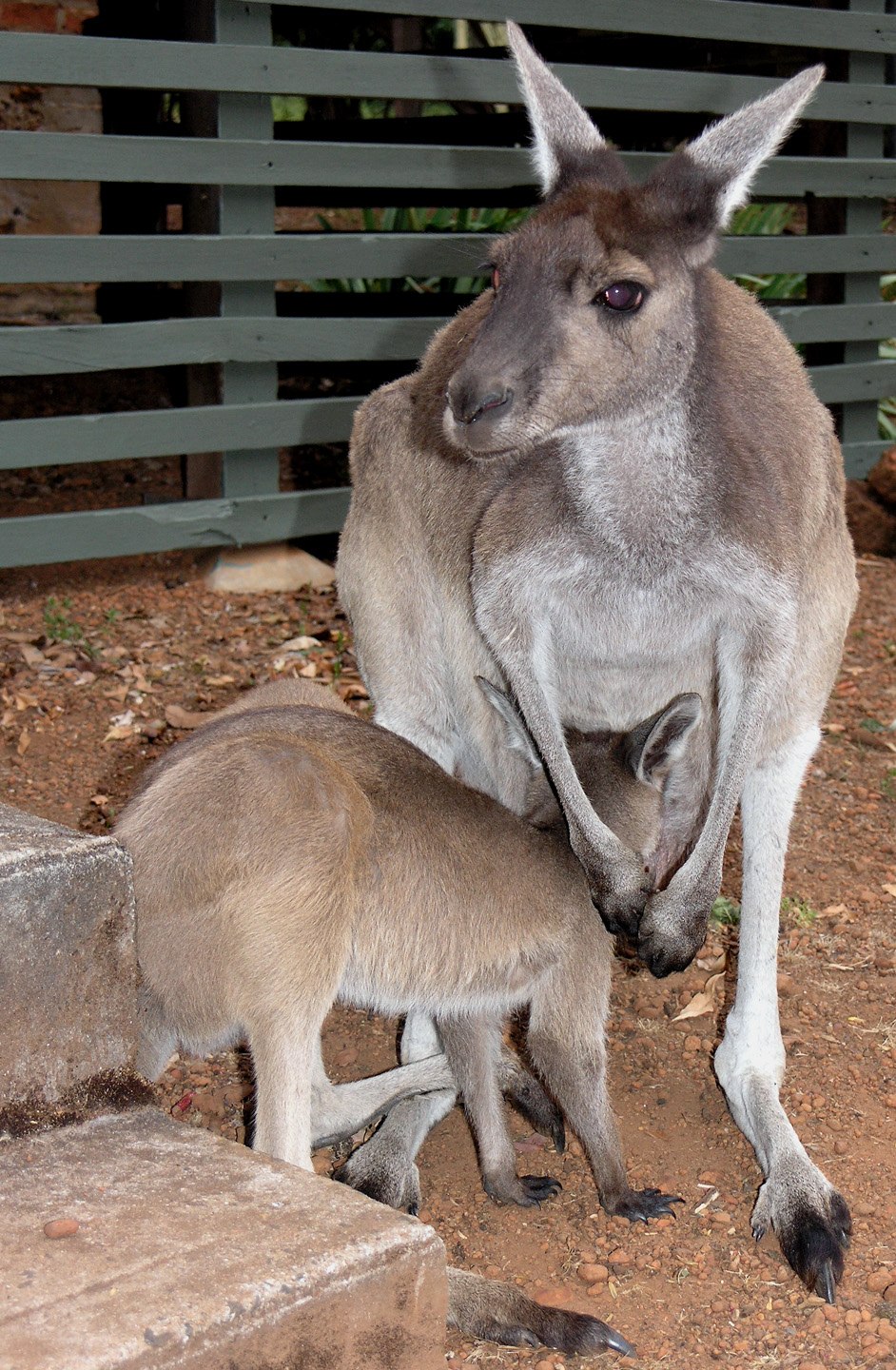 Grey Kangaroo