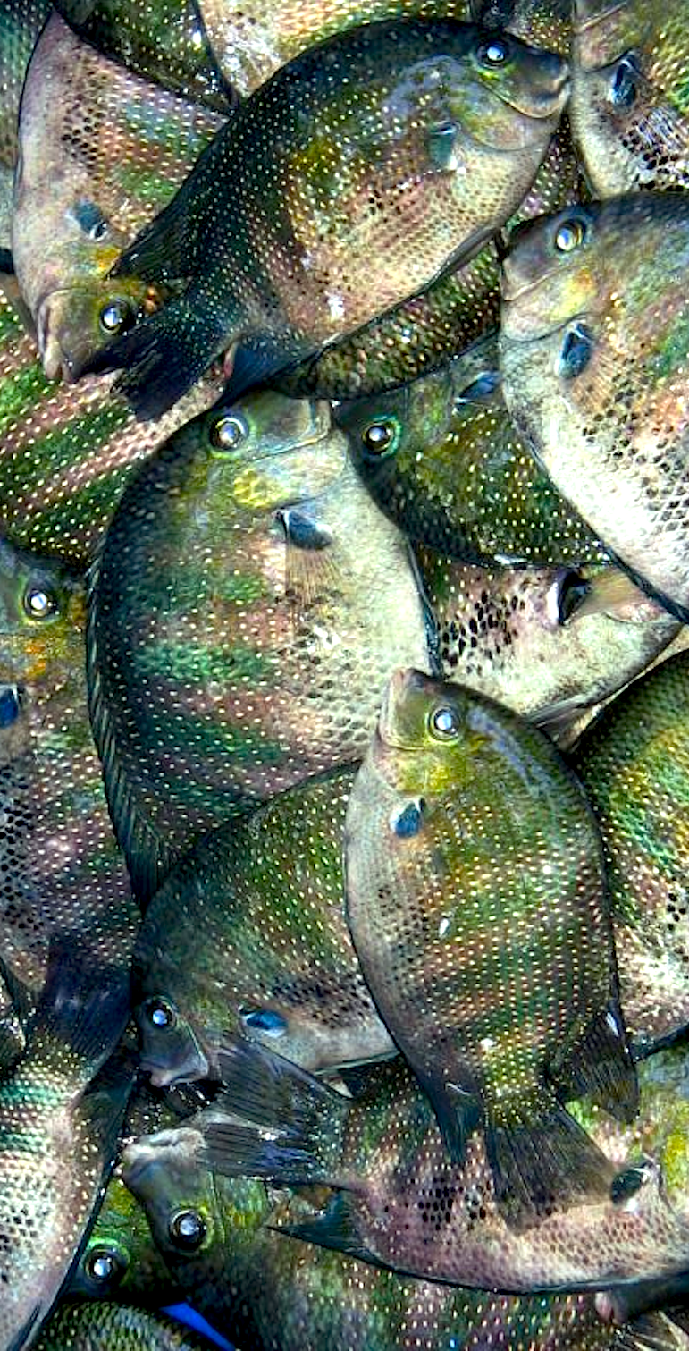 Fish spotting