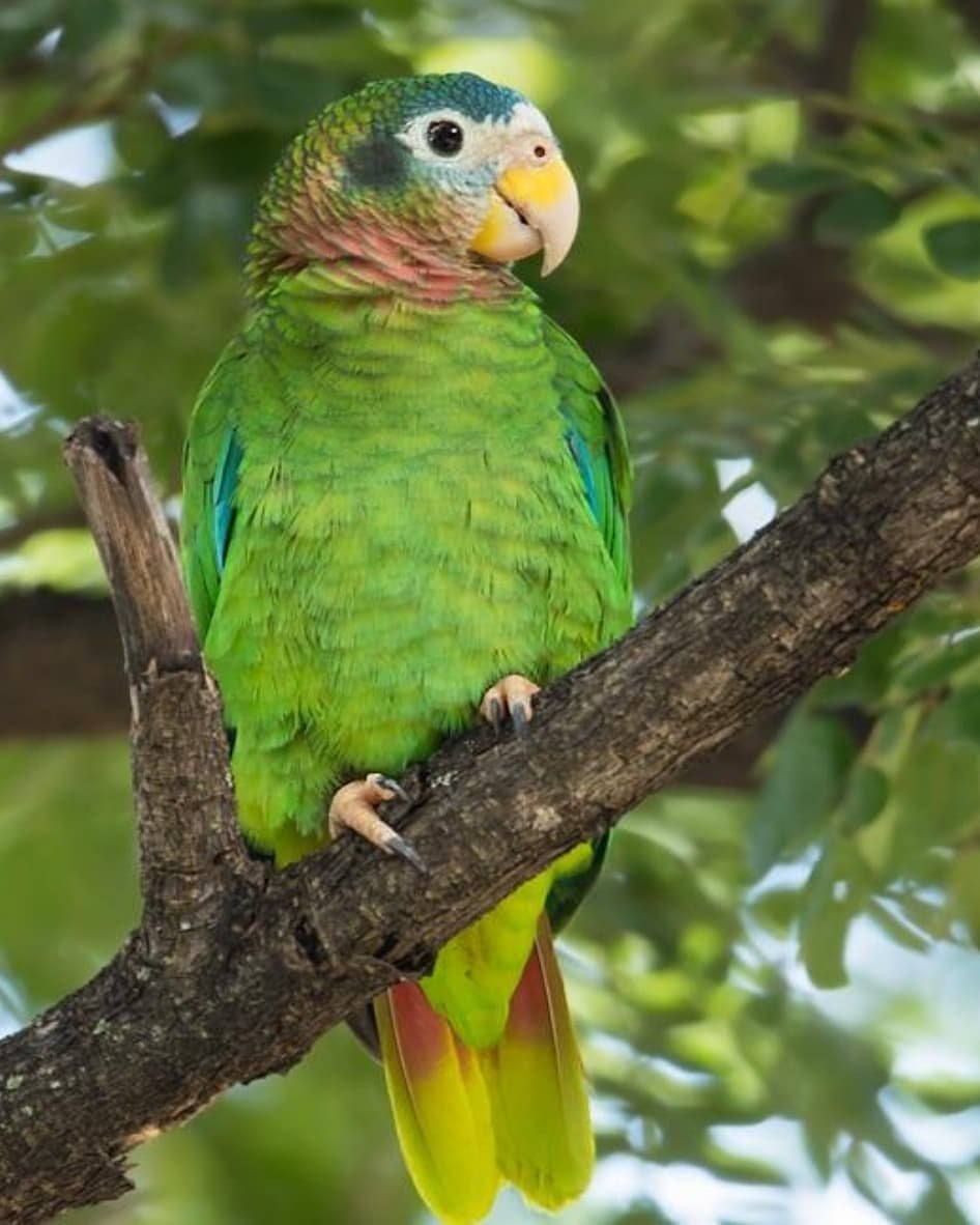 Yellow-billed Amazon