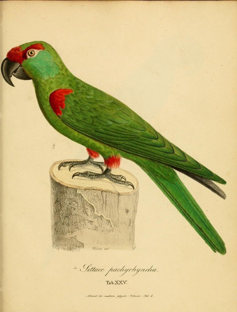 Rhynchopsitta pachyrhyncha