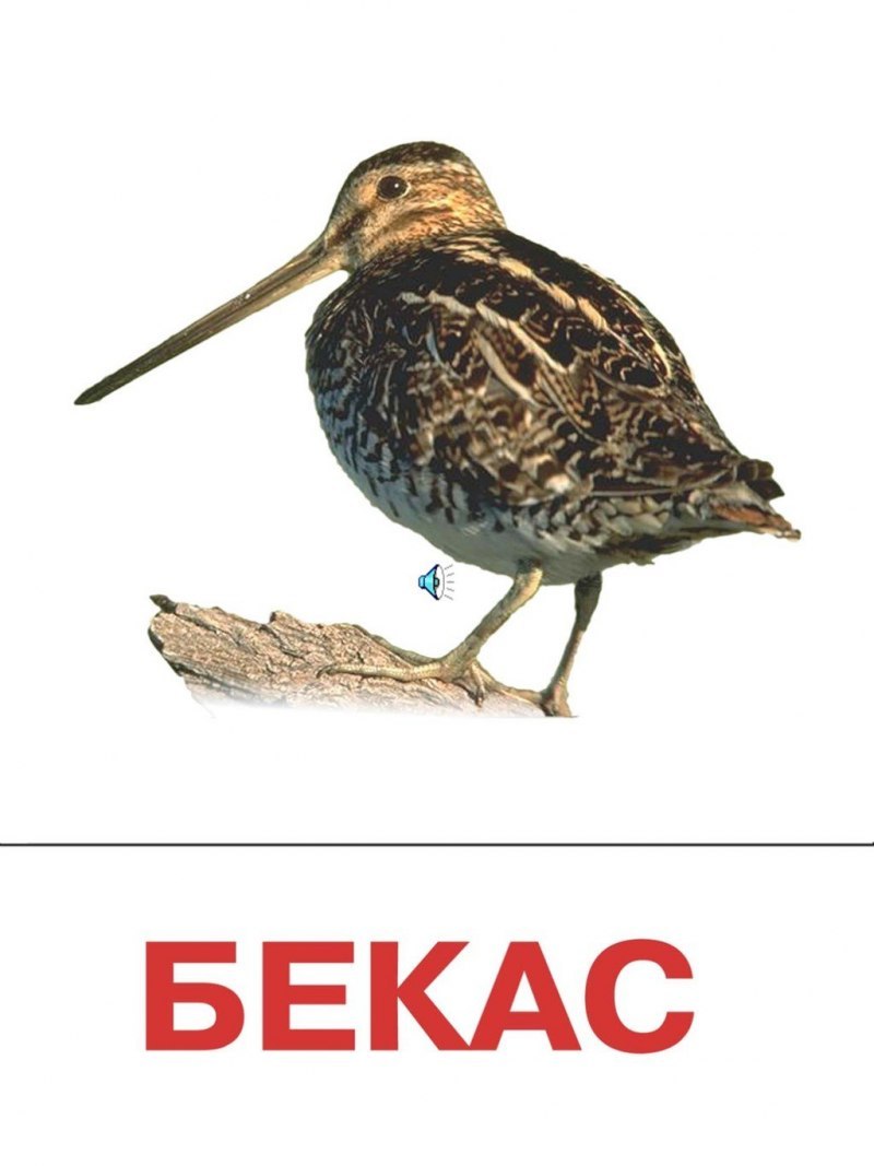 Мадагаскарский бекас