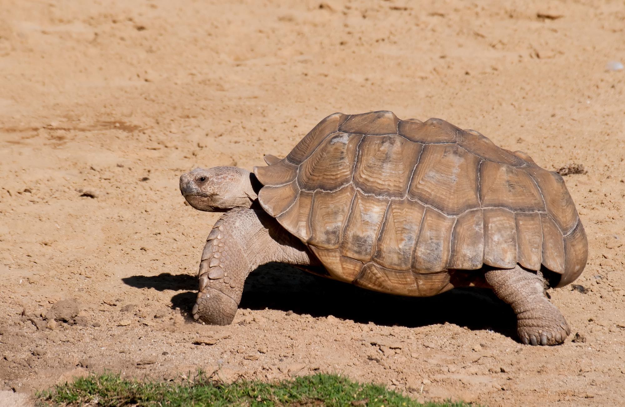 Черепаха за первую минуту проползла 4.7 м. Черепаха Гофер. Черепахи в пустыне сахара. Пустынная черепаха. Черепахи Африки.