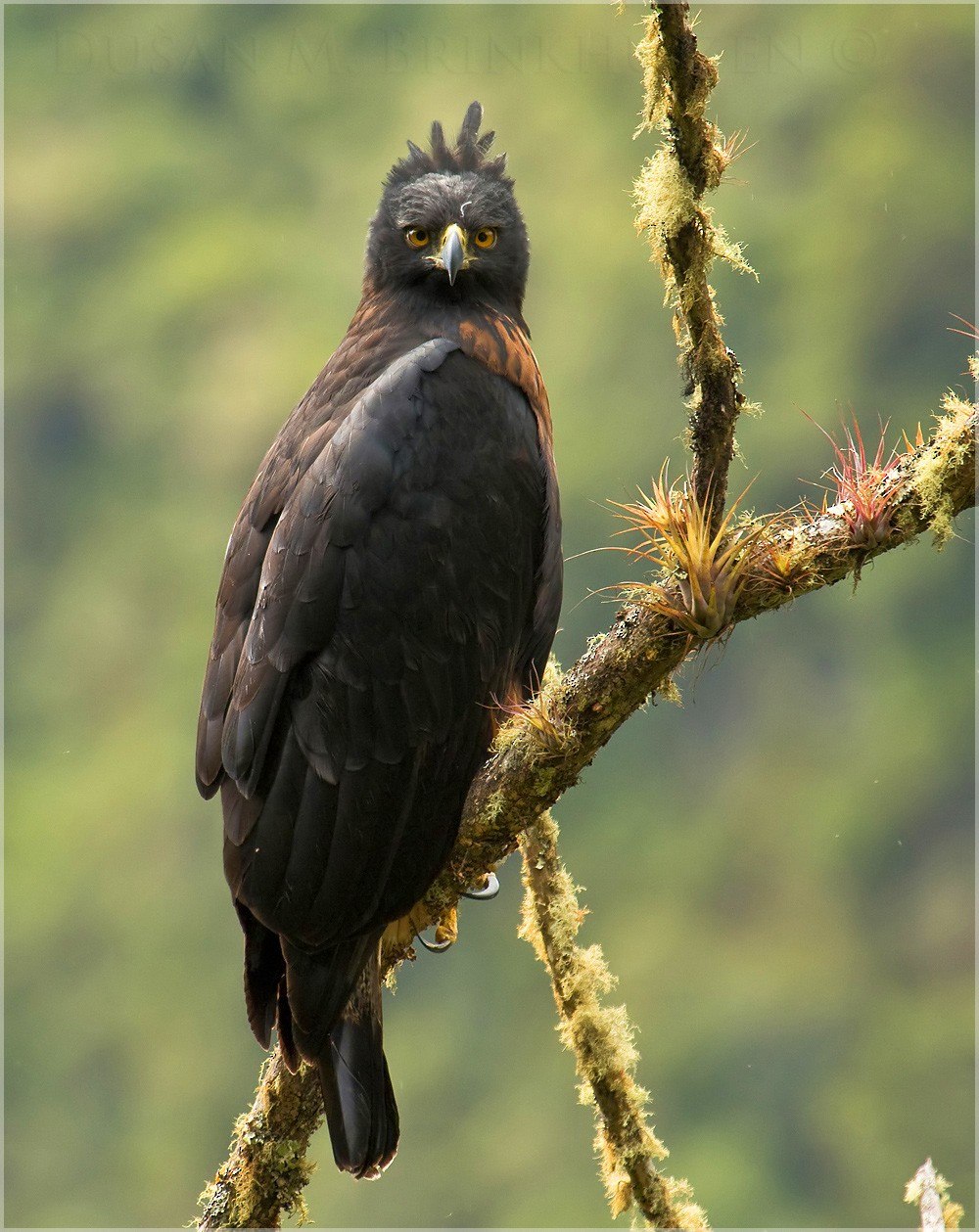 Spizaetus Isidori — южноамериканский орёл