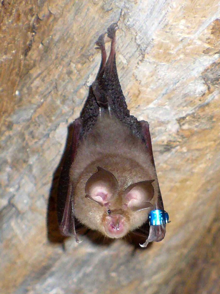 Rhinolophus hipposideros