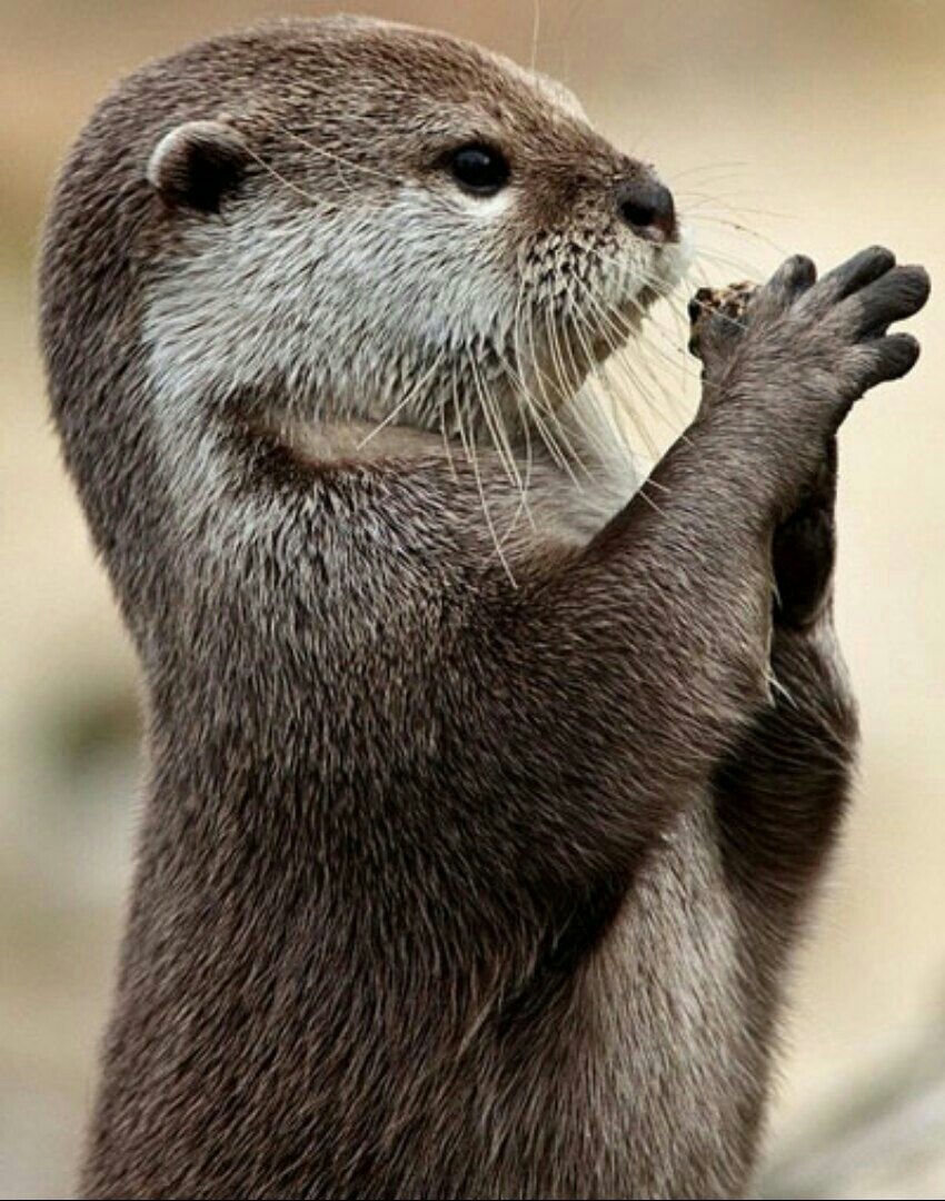 Выдра Otter