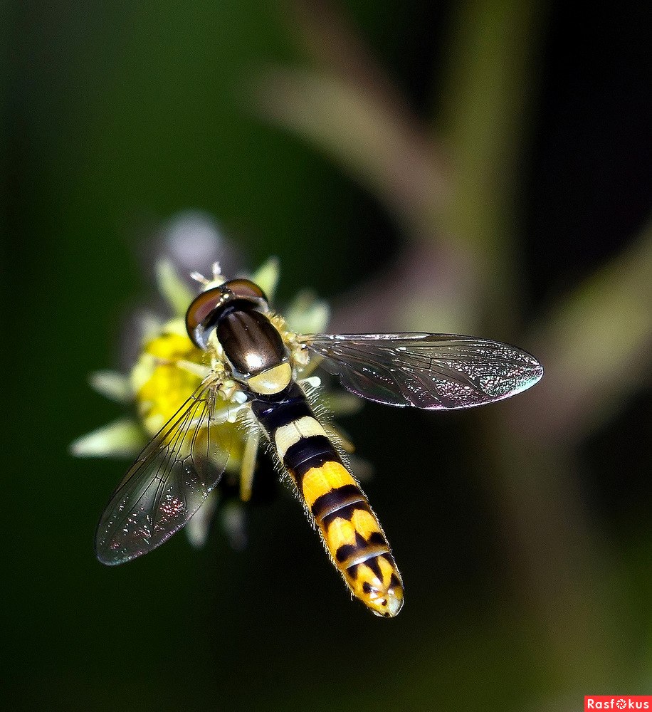 Муха – журчалка (Syrphidae)