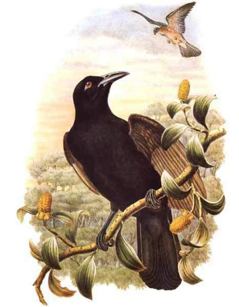 Lycocorax Bonaparte
