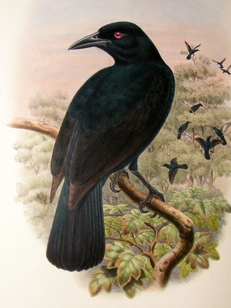 Lycocorax obiensis)