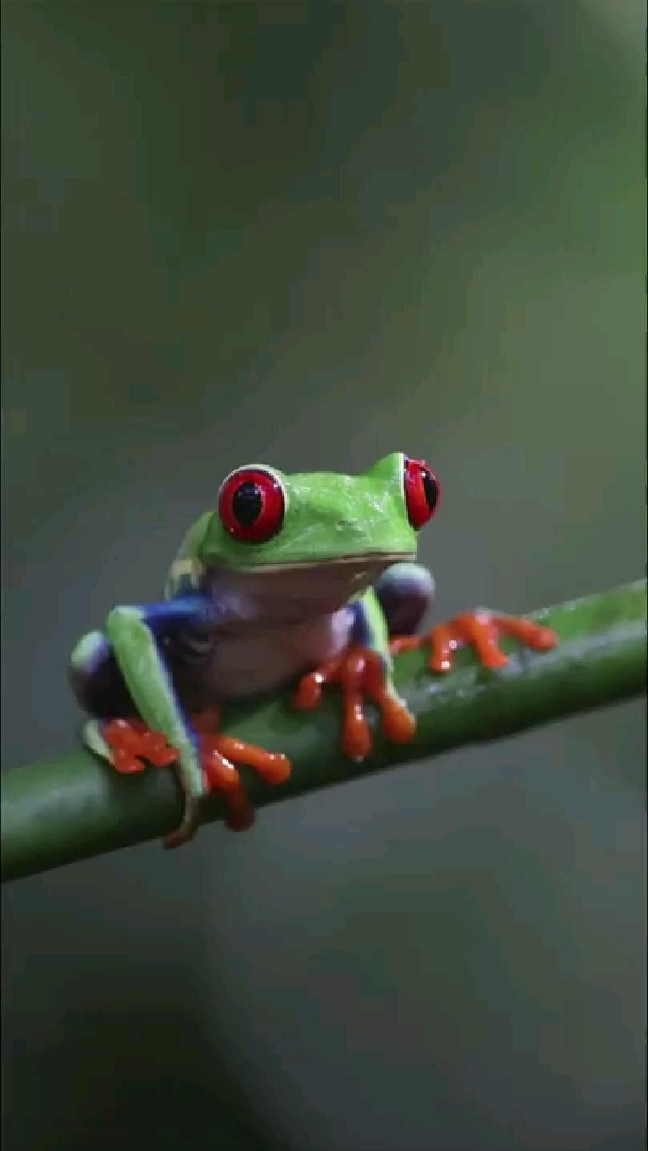 Красноглазая пиропа