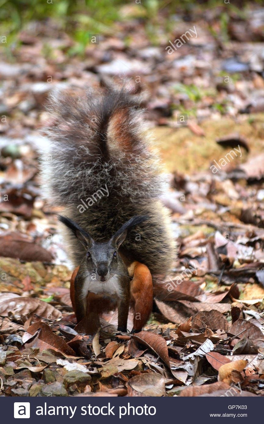 Rheithrosciurus macrotis