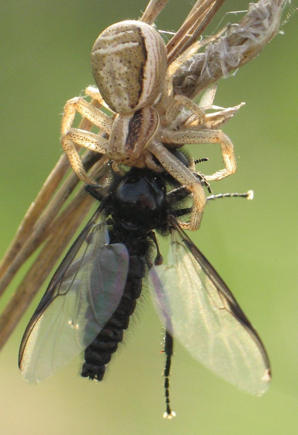 Самец Xysticus Ulmi