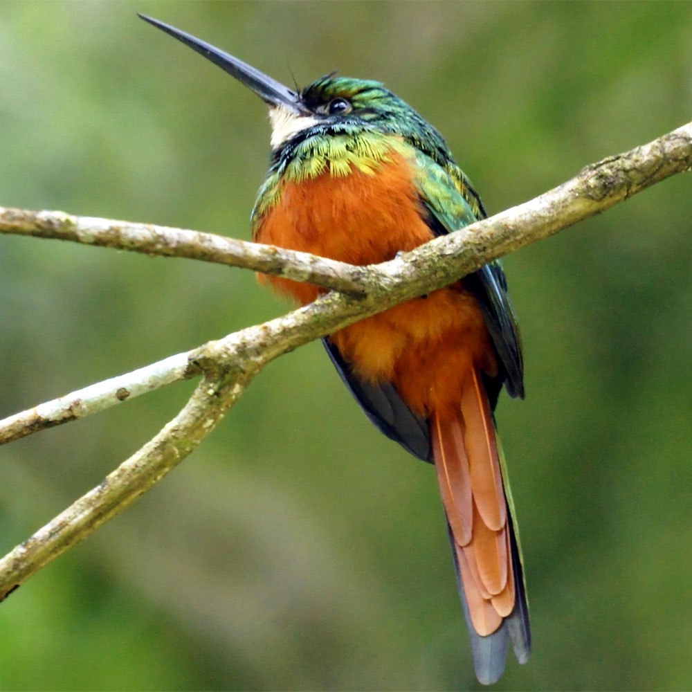 Galba ruficauda