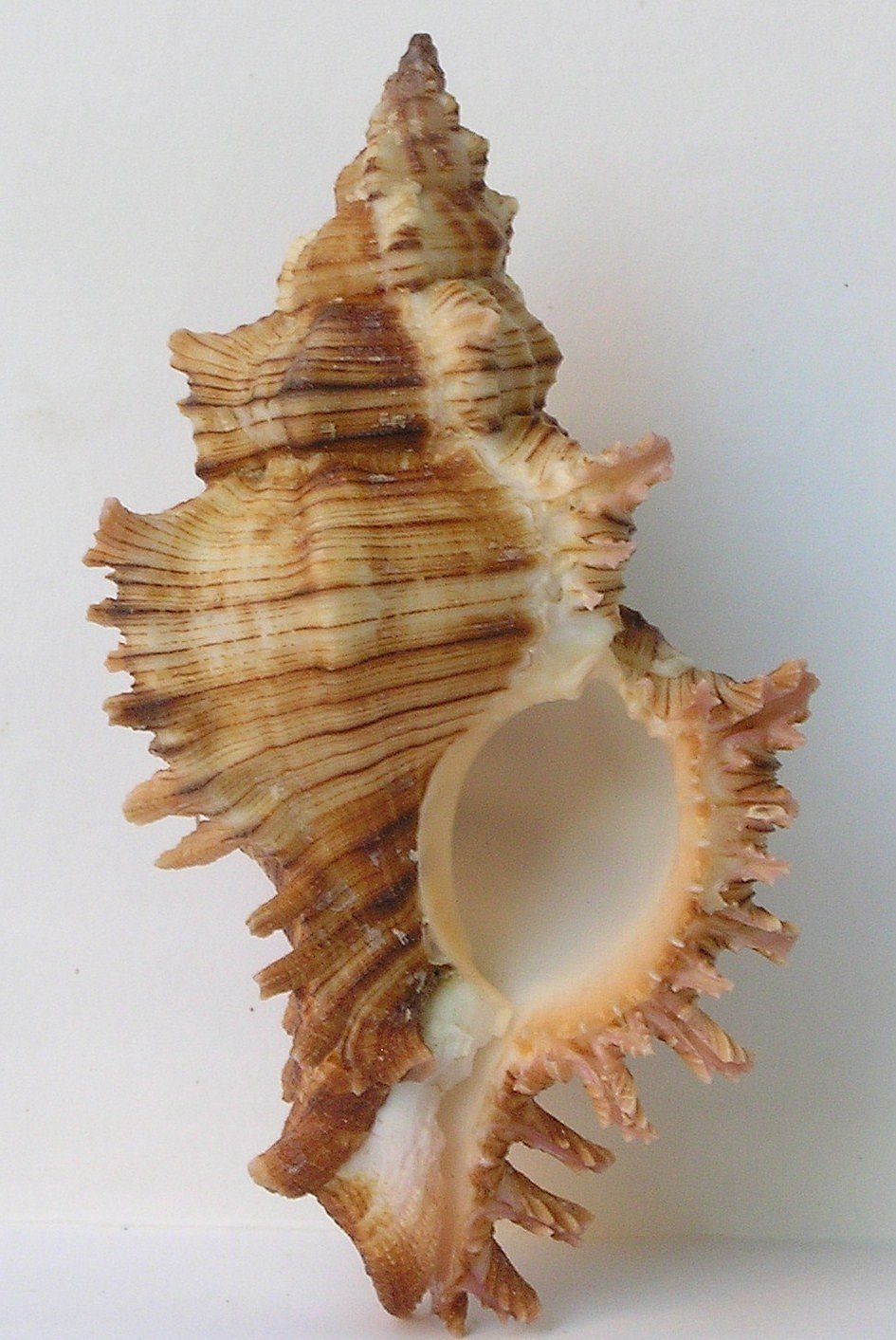 Chicoreus cervicornis