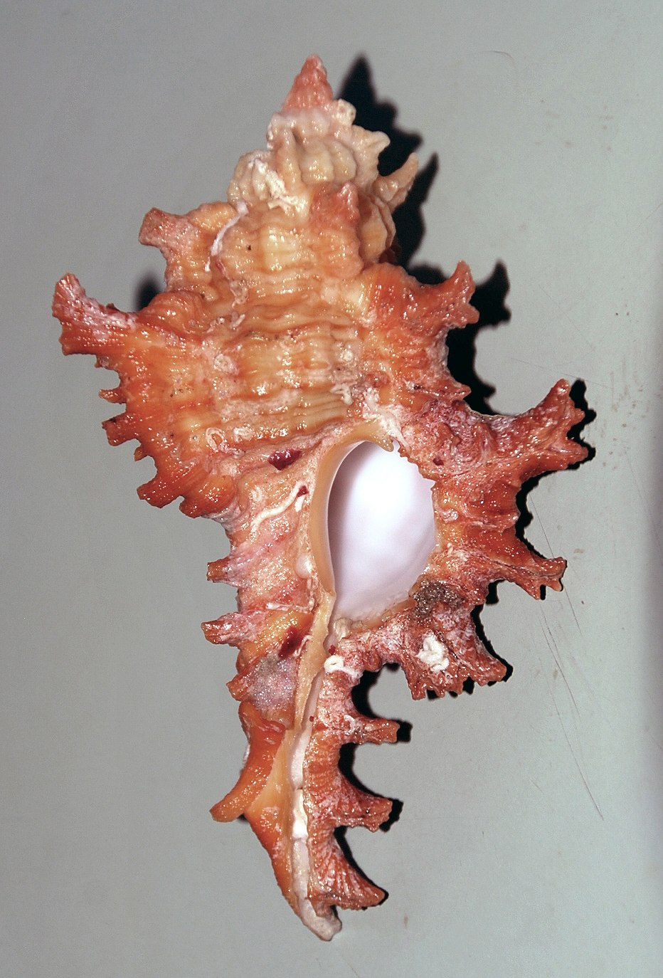 Chicoreus damicornis