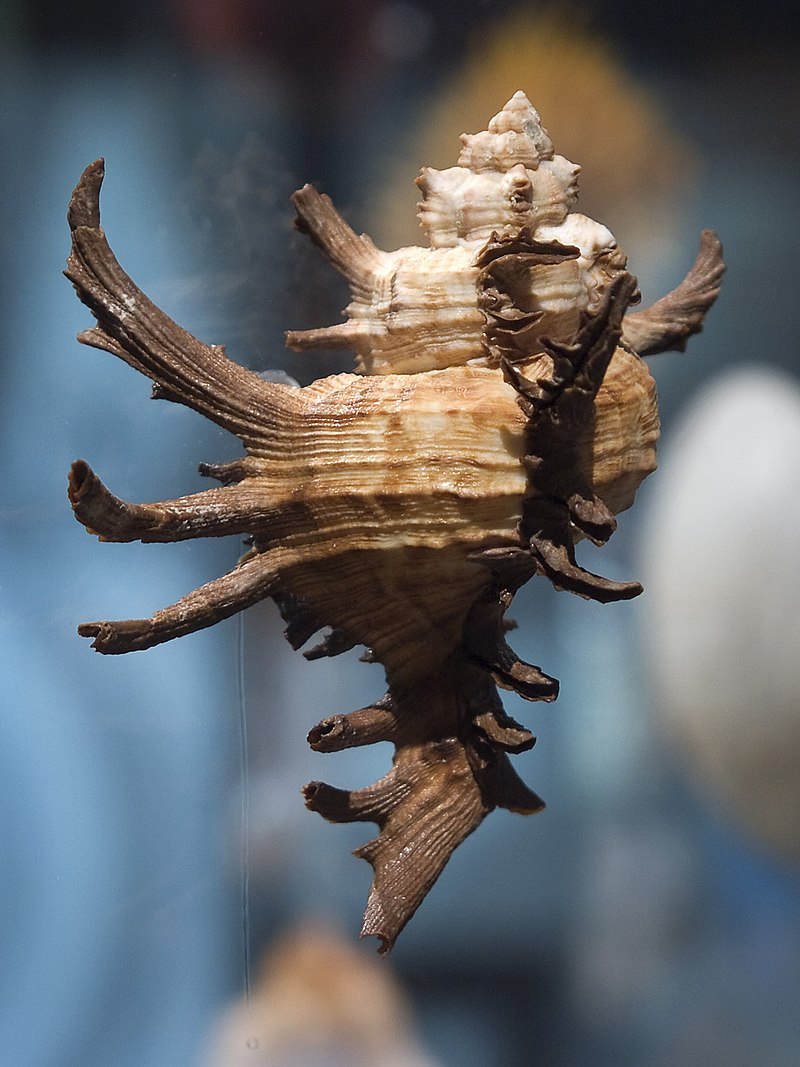 Chicoreus strigatus