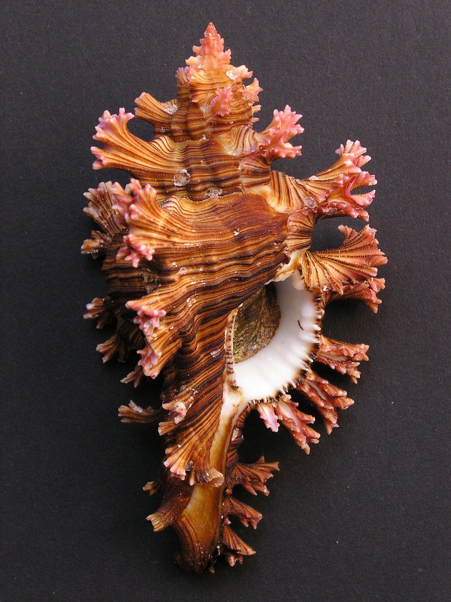 Морские раковины Murex Chicoreus