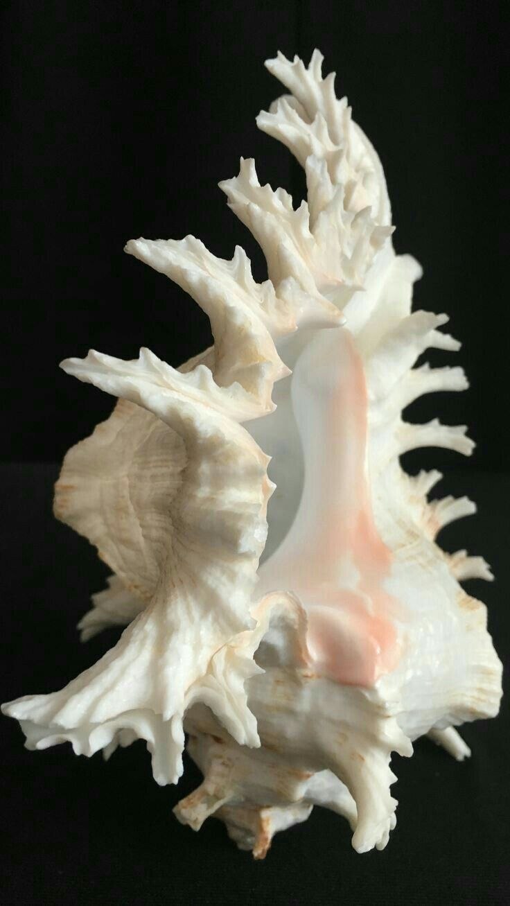 Морские раковины Murex Chicoreus