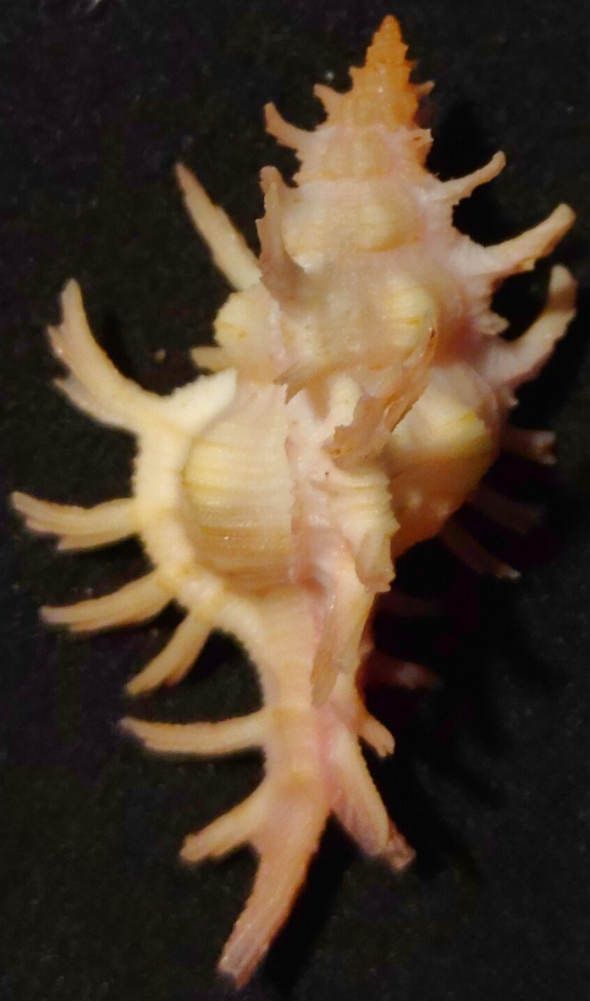Chicoreus Maurus