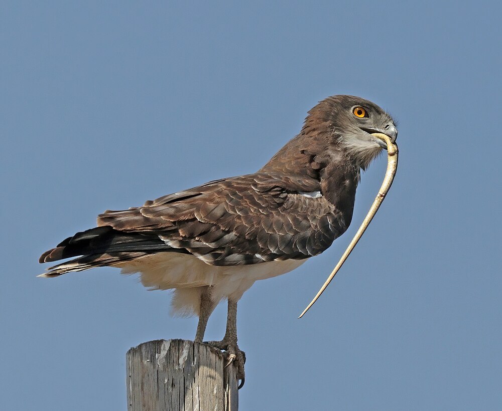 Circaetus pectoralis