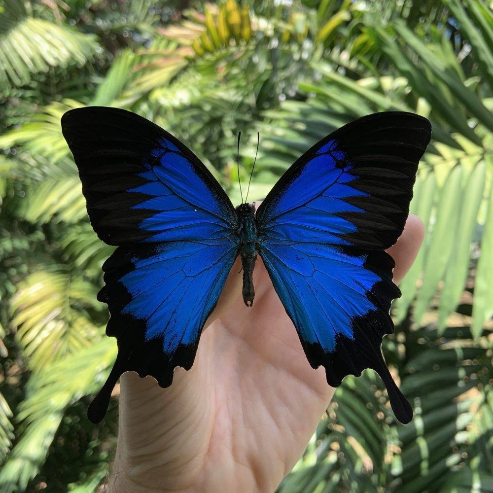 Papilio Ulysses бабочка