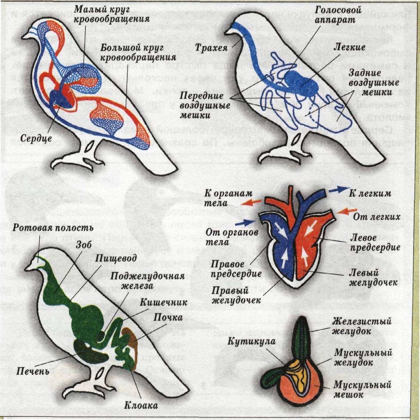 Внутреннее строение птиц таблица 8. Система органов птиц 7 класс. Пищеварительная система птиц 7 класс биология таблица. Внутреннее строение птиц система органов. Табл внутреннее строение птиц.