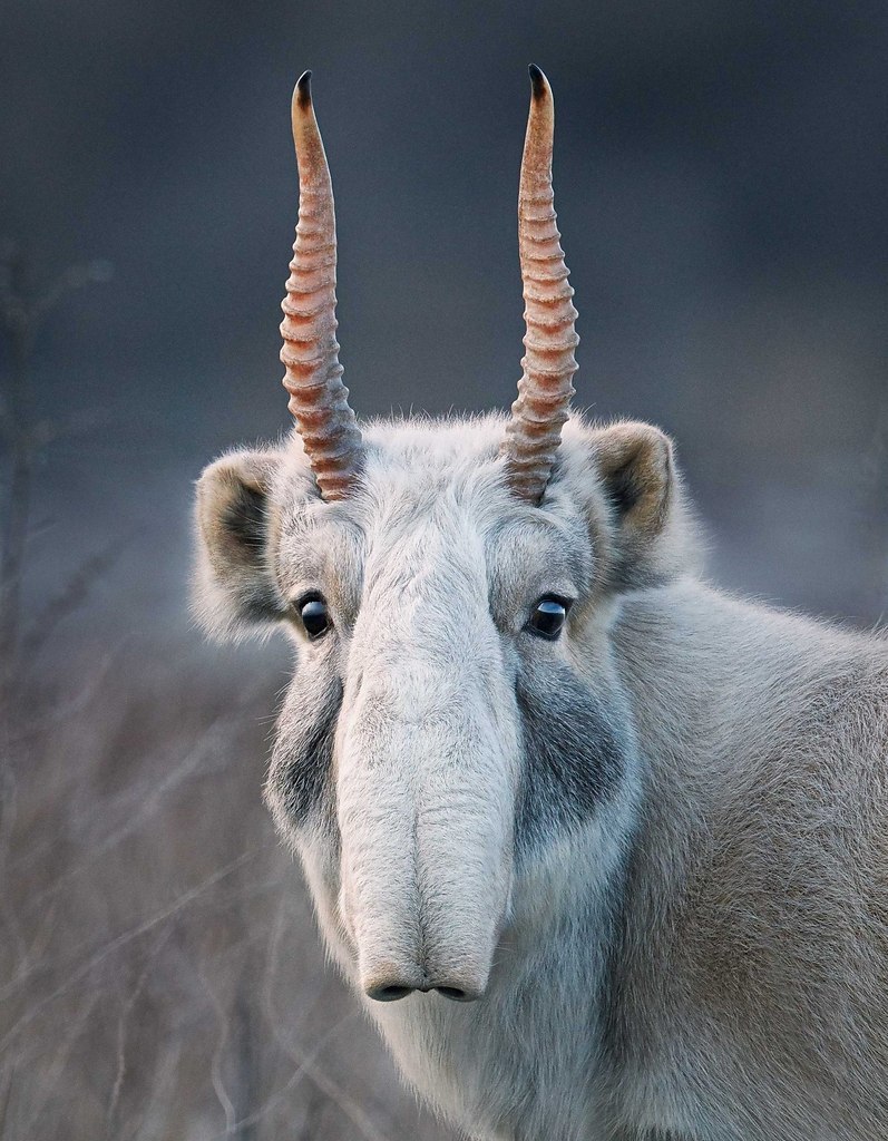 Сайгак Saiga tatarica