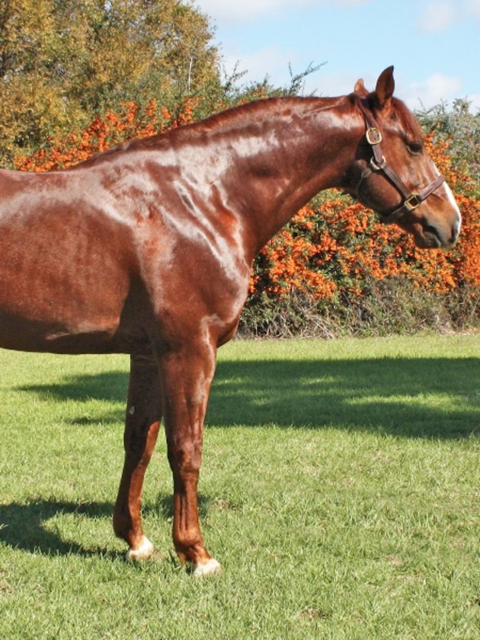 Australian stock Horse