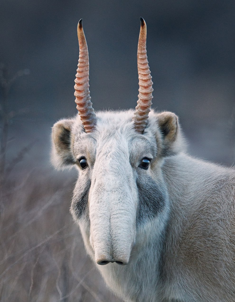 Сайгак Saiga tatarica