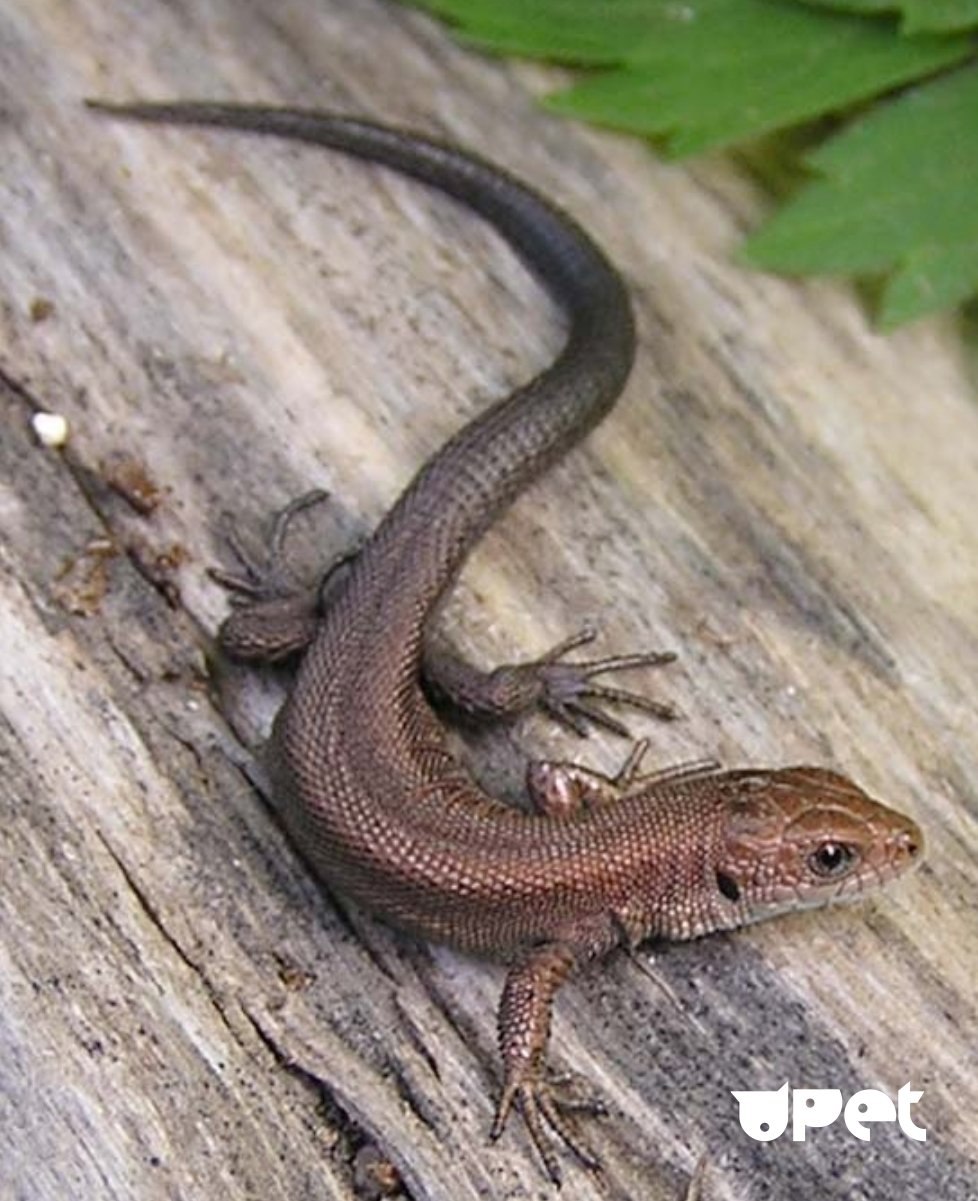 Lacerta vivipara