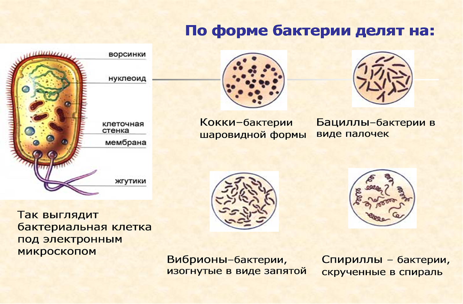 Бактерии 8 класс. Формы бактерий. Форма жизни бактерий. Бактерии 5 класс. Формы бактериальных клеток.