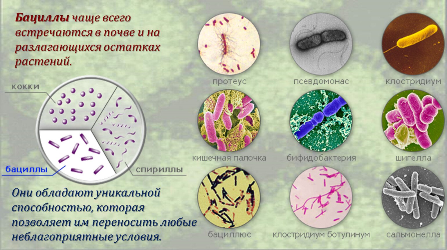 Значение почвенных бактерий. Почвенные микроорганизмы. Виды бактерий в природе и жизни человека. Роль почвенных бактерий в природе. Почвенные бактерии примеры.