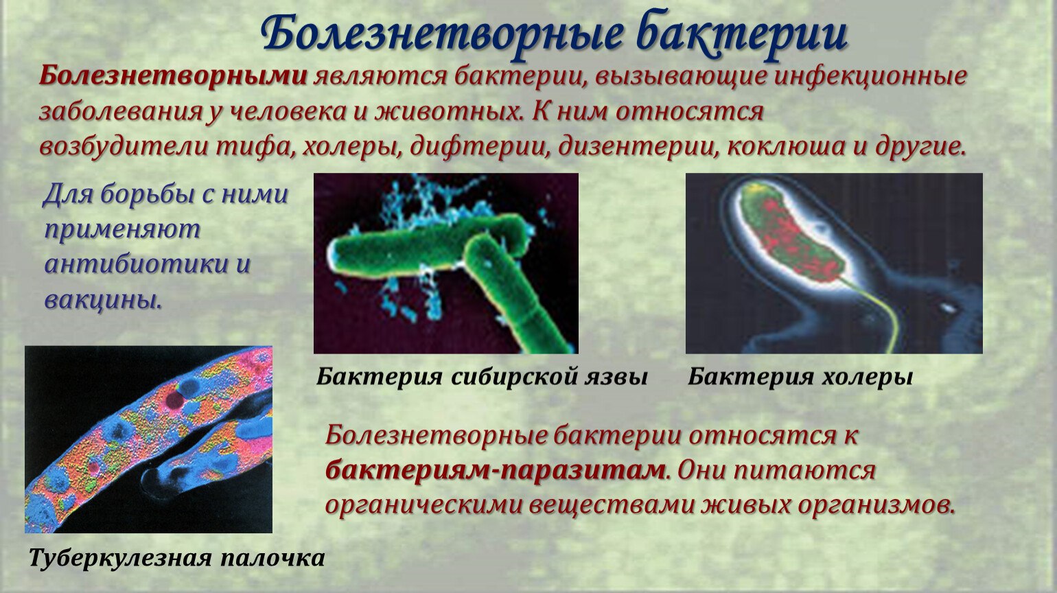Примеры заболеваний вызываемых бактериями. Болезнетворные бактерии доклад. Сообщение о болезнетворных бактериях. Болезнетворные бактерии патогенные. Болезни вызванные болезнетворными бактериями.