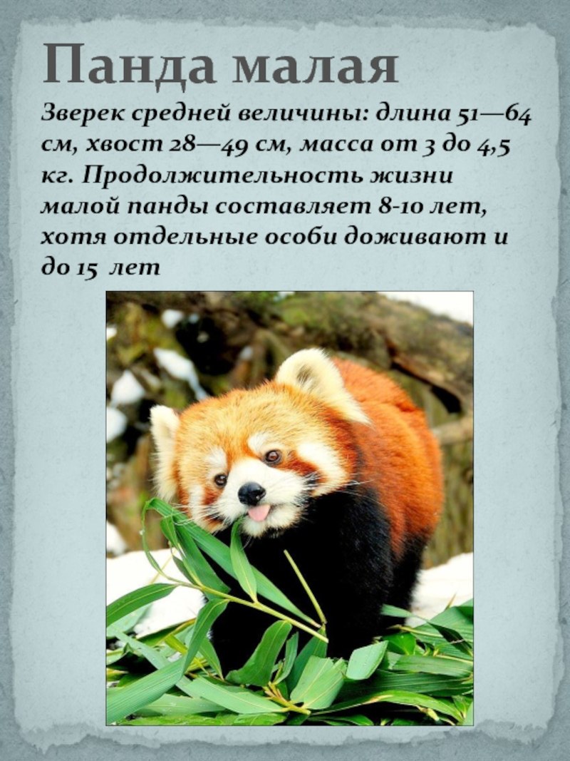 Животные из красной книши