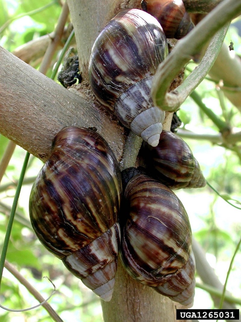 Улитка ахатина