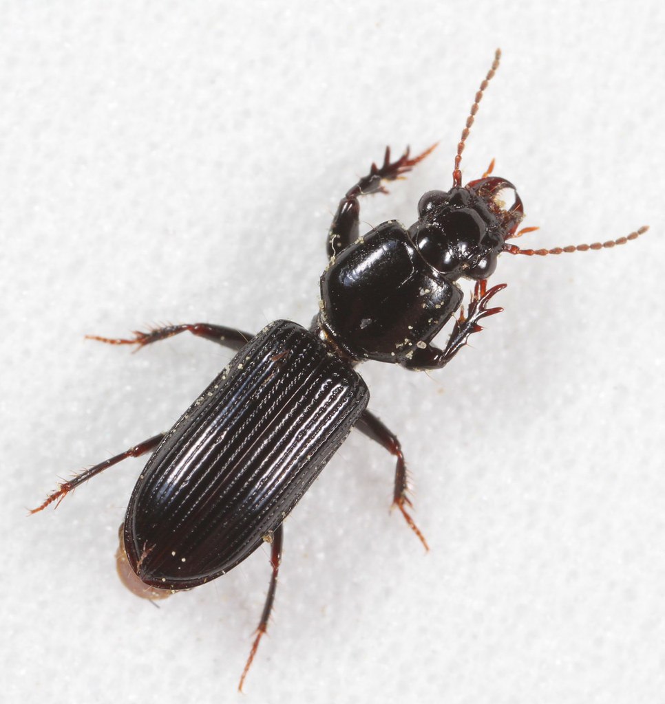 Clivina subterranea