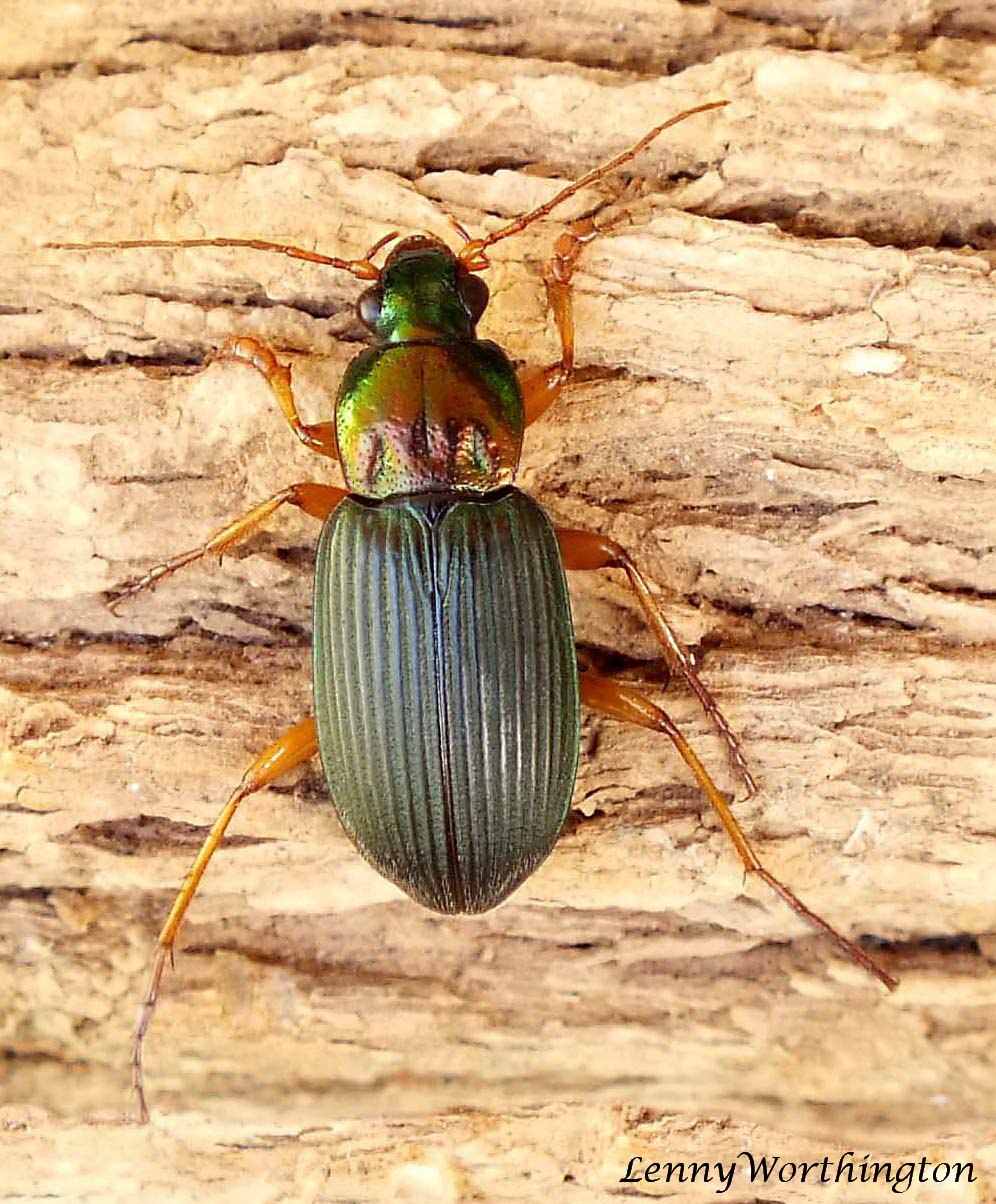 Жужелица зеленая Chlaenius nitidulus Schrk.