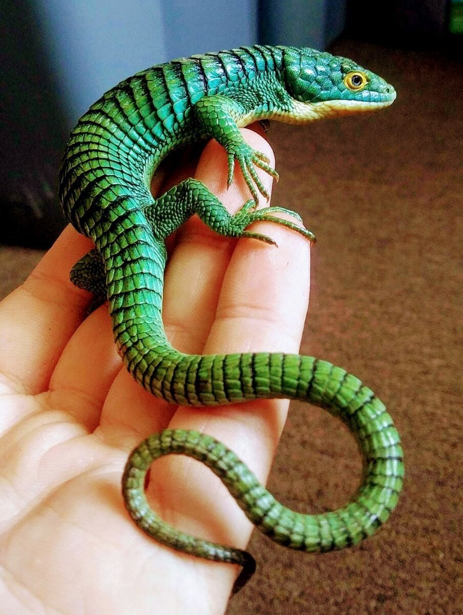 Abronia graminea