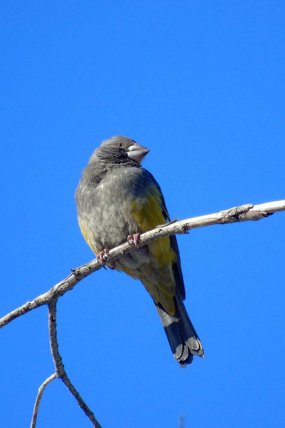 Арчовый Дубонос самка