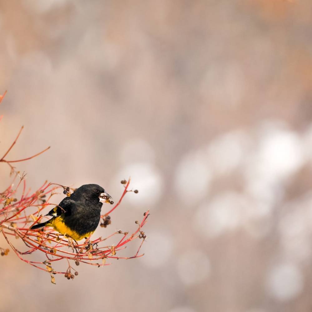Арчовый дубонос