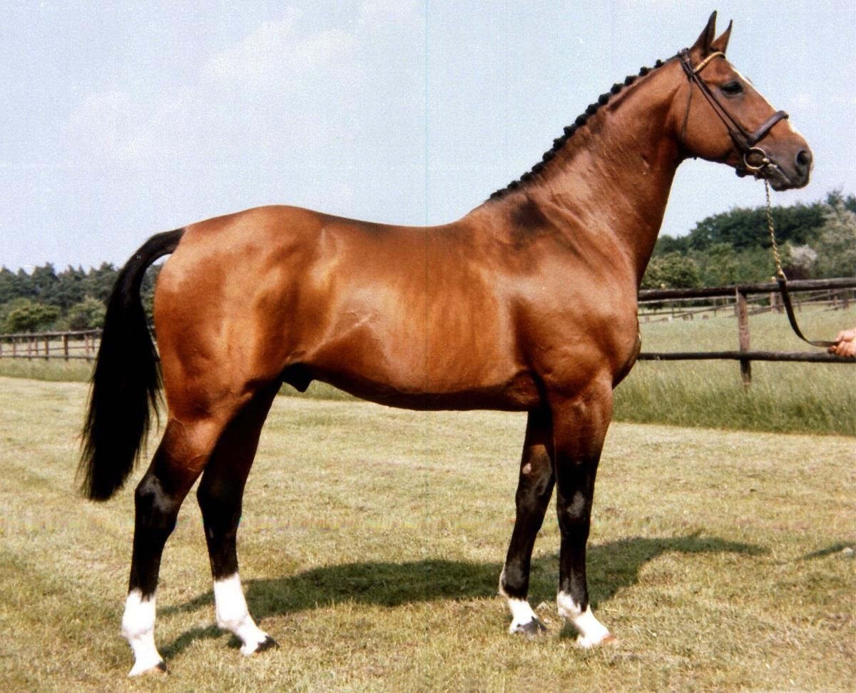 Верховой тип. Бельгийская полукровная гнедая. Бельгийская полукровная порода лошадей. Французский сель порода лошадей. Берберийская лошадь.