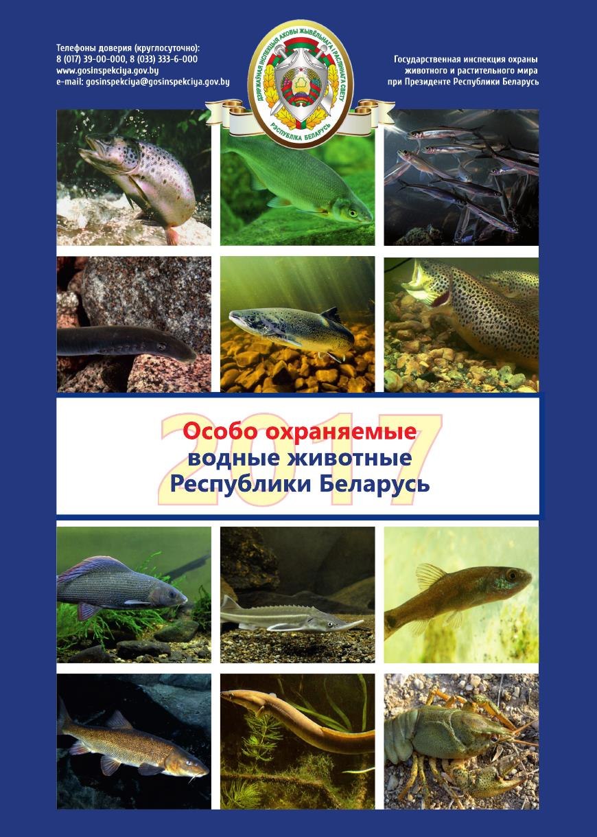Рыбы красной книги Беларуси